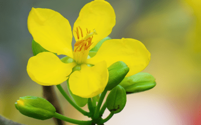 Cassia, una ayuda para el otoño