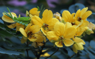 Todo sobre la Cassia: El Aliado Natural para tu Cabello